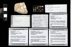 Foto (Objekt + Etikett) von Pithonoton sp.  (NHMW-GEO-2014-0194-0267a)